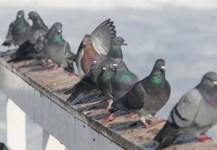 bird-repellent-1
